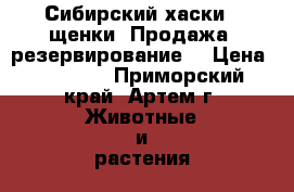 Сибирский хаски - щенки. Продажа, резервирование. › Цена ­ 35 000 - Приморский край, Артем г. Животные и растения » Собаки   